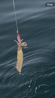 Squid on the jig