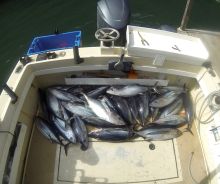 BC Albacore Tuna Fishing Boat Full of Tuna