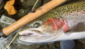 Stamp River Steelhead on the Fly