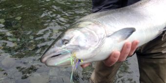 Stamp River Coho on the Fly