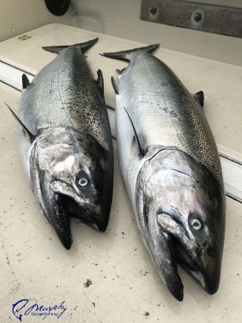 Ucluelet Fishing Report May 2 2017