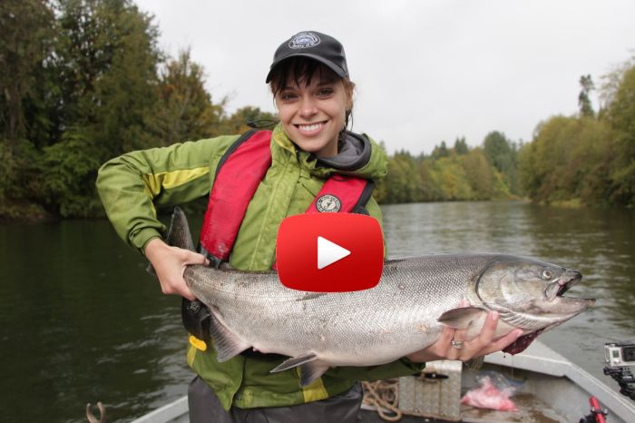 Stamp River Salmon Video