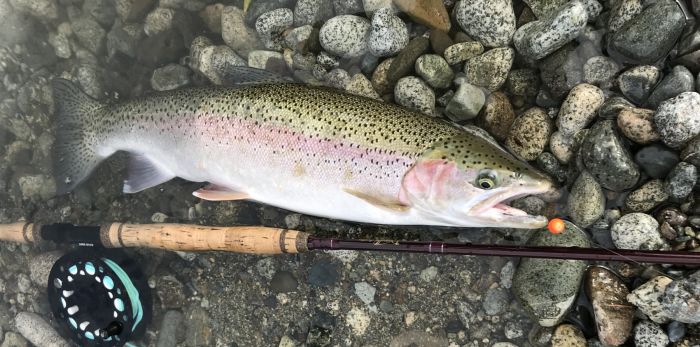 Stamp River Steelhead Murphy Sportfishing Nov 2017