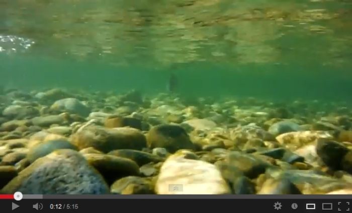 Stamp River Salmon Video